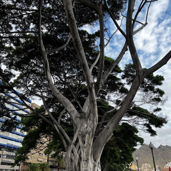 Teneriffa Baum Landausflug